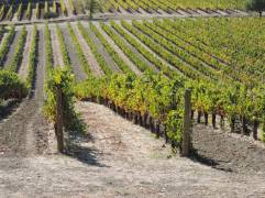 The rows of grape vines in Napa Valley, producing some of the best wines in the world